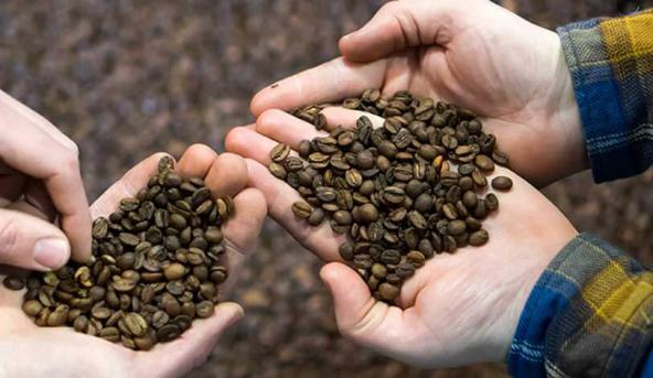 چرا باید دانه قهوه رست شده خریداری کنیم؟
