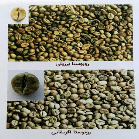 تولید دانه قهوه درجه یک