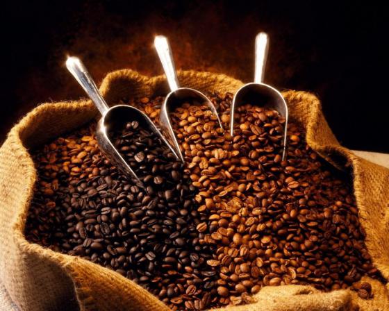 فروش بدون واسطه بهترین دانه قهوه 